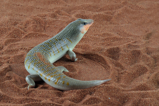 Sandfish lizards are trying to hide under the sand, Sandfish lizard "Scincus scincus" closeup on wood
