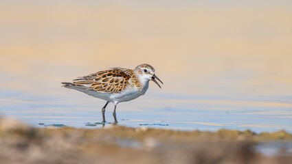 Little Stint (Calidris minuta) is a wetland bird that lives in the northern parts of the European and Asian continents. It feeds in swampy areas.