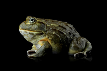 The African Giant Bullfrog (Pyxicephalus adspersus) closeup, Juvenile  African Giant Bullfrog on isolated background