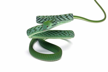 Ahaitulla prasina snake closeup on white background, animal closeup, Asian vine front view
