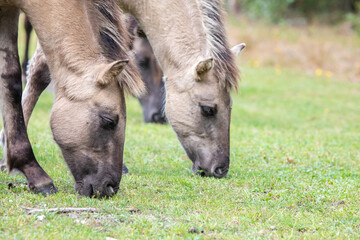 close up of a grazing wild horse - Equus ferus - at Marielyst nature reserve
