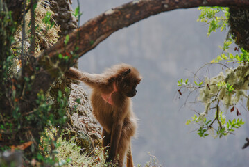Gelada, Heropithecus Gelada, bleeding heart monkeys.