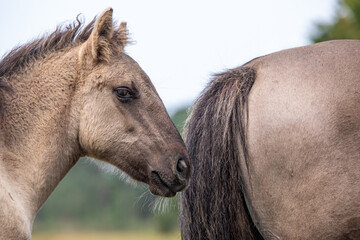 Obraz premium Foal of wild horse - equus freus, in Marielyst nature reserve, Denmark