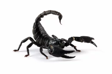Deurstickers Asian  forest scorpion "Heterometrus spinifer" closeup on isolated background, Asian  forest scorpion closeup © kuritafsheen