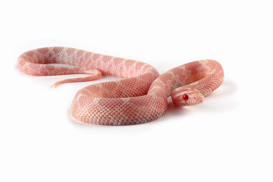 Baby cornsnake snow closeup on isolated background, Baby corn snake on white background