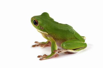 White-lipped tree frog (Litoria infrafrenata) on white background, white-lipped tree frog (Litoria infrafrenata) closeup 