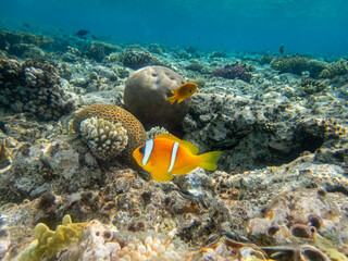 Clown fish in a coral reef in the Red Sea