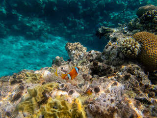 Clown fish in a coral reef in the Red Sea