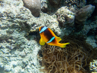 Clown fish in a coral reef in the Red Sea