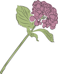 Lineart. Flower. Hydrangea branch. High quality vector illustration.
