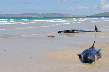 Two pilot whales lie dying on a beach after deliberately beaching with 10 others.