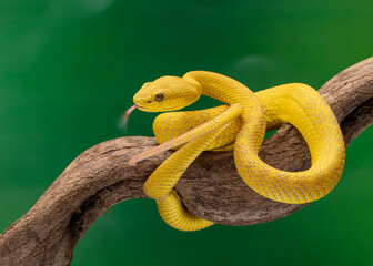 green snake on a branch