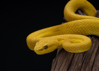 close up of a snake on a branch