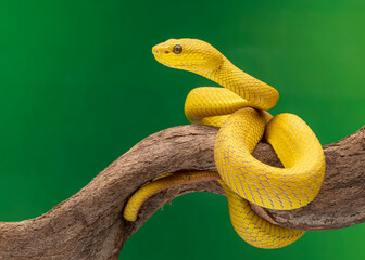 snake on a tree
