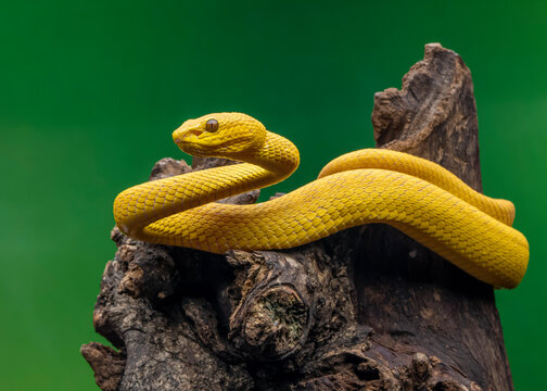 snake on a branch