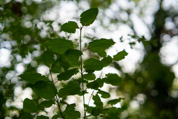 Close-up of beautiful leaves in the forest at sunset