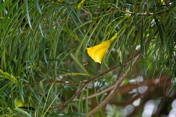 Flor amarilla con insecto alrededor buscando para obtener polen