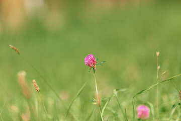 Landscape in the Carpathians in Western Ukraine, Dzembronya village
