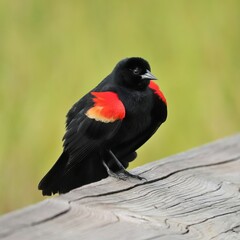 Male Red-winged Blackbird Courtship Display Red Feather Shoulder Patches Sweetwater Wetlands Gainesville Fl
