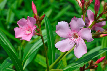 Nerium oleander, also known as Indian oleander (Kaner), Pune