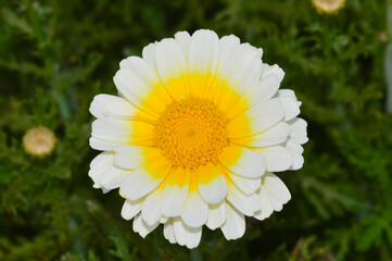 Fototapeta premium White Daisy, Pune