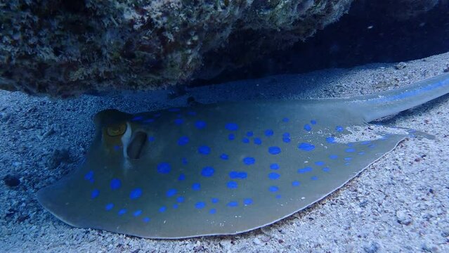 Bluespotted ribbontail ray in the red sea