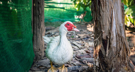Animal duck or muscovy duck standing on the farm