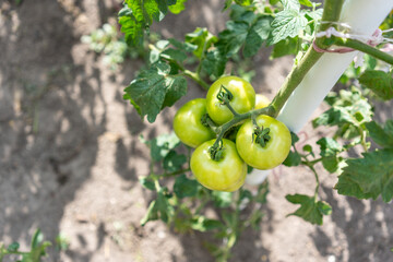 Organic, homegrown tomato plants