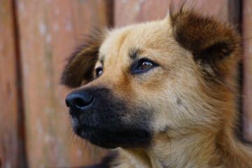 Mirada macro de perro sabio hacia el infinito