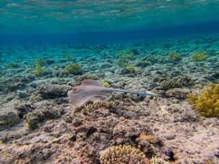 Taeniura lymma at the bottom of a coral reef in the Red Sea