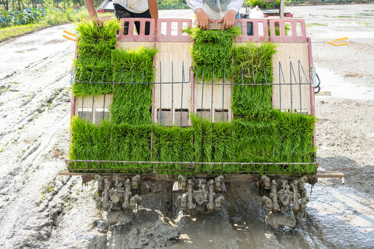 rice transplanter working on the field at horizontal composition