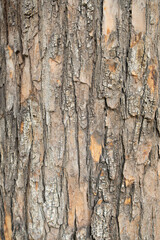 old tree bark as background and texture vertical composition