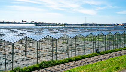 Large glass greenhouses in the Netherlands

