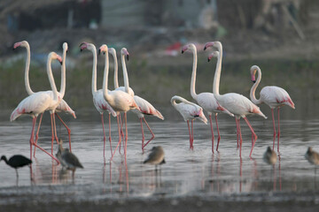 Flock of Greater Flamingos, Phoenicopterus roseus, Ujjani Dam backwaters, Bhigwan, Maharashtra, India