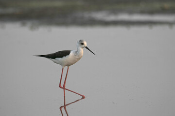 Black-winged Stilt, Himantopus himantopus. Ujjani Dam backwaters, Bhigwan, Maharashtra, India