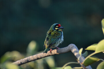 The Coppersmith Barbet or Crimson-breasted Barbet (Psilopogon haemacephalus perched on a branch near Pune