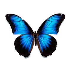 beautiful blue turquoise tropical butterfly on white.