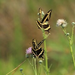 Gorgeous Swallowtail Butterflies Gathering Nectar in Florida 