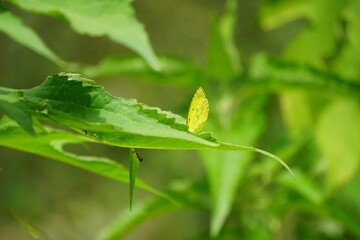 Mariposa descansando y  tomando el sol en una hoja verde en medio de la naturaleza