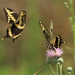 Gorgeous Swallowtail Butterflies Gathering Nectar in Florida 