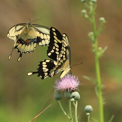 Gorgeous Swallowtail Butterflies Gathering Nectar in Florida 