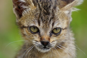 Mirada fija de gatito con ojos grandes captivadores