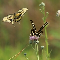 Gorgeous Swallowtail Butterflies Gathering Nectar in Florida 