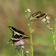 Gorgeous Swallowtail Butterflies Gathering Nectar in Florida 