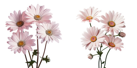 Fototapeta premium transparent background with Transvaal daisies