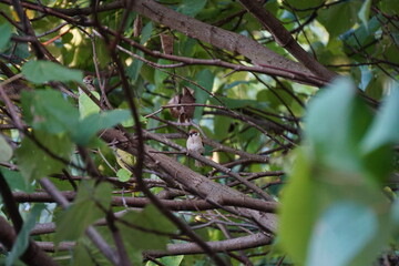 Pájaro descansando en una rama en medio de la naturaleza