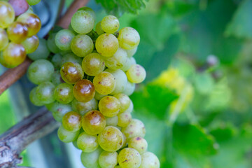 Weintrauben Reben Weiß