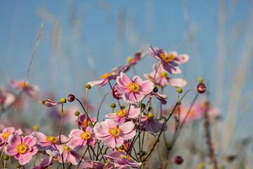 A close up of pink Japanese anemone flowers with a blue sky behind