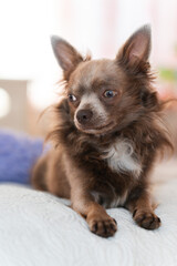 Lilac cute longhair chiwawa - closeup photography