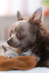 Lilac cute longhair chiwawa - closeup photography